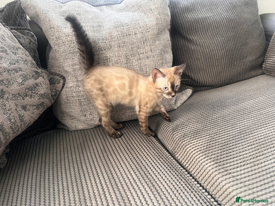 Bengal cats for sale: Stunning full pedigree bengal kittens *READY*  - Image 27