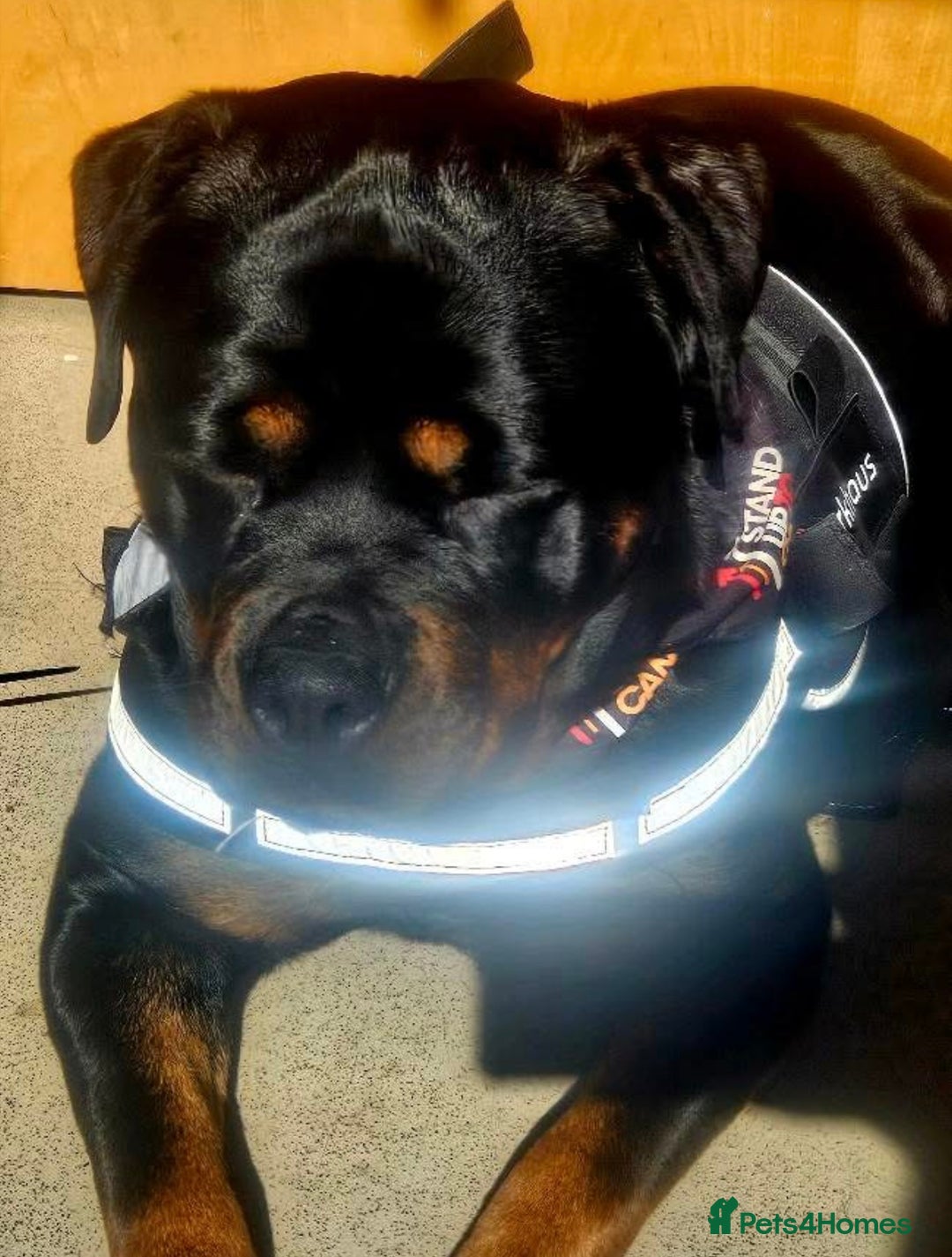 Rottweiler dogs for sale: Rottweiler  - Image 5