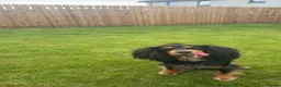 Cocker Spaniel dogs for sale: 2 year old archie in Dundee - Advert 7