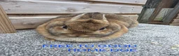 Netherland Dwarf rabbits for sale: Netherland Dwarf stock bucks - Advert 4