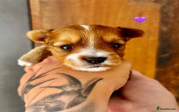 Yorkshire Terrier dogs for sale: Miniature pedigree Yorkshire Terrier  - Image 4