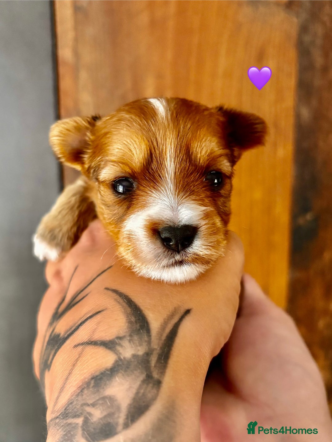 Yorkshire Terrier dogs for sale: Miniature pedigree Yorkshire Terrier  - Image 4