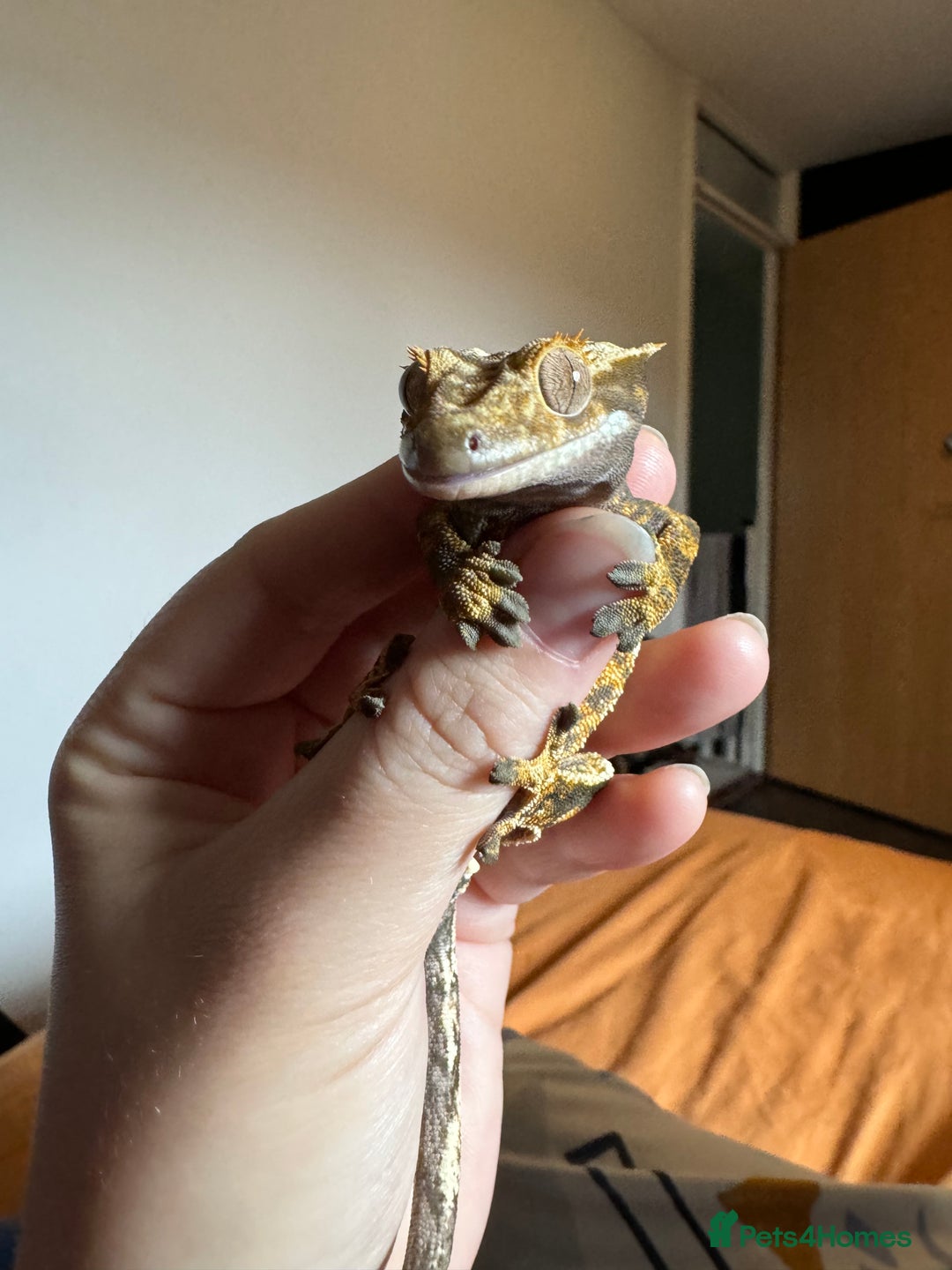 Gecko reptiles for sale: Fire Pinstripe Morph Crested Gecko - Advert 3