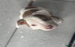 Staffordshire Bull Terrier dogs for sale: Ready now !! One male left !! - Image 1