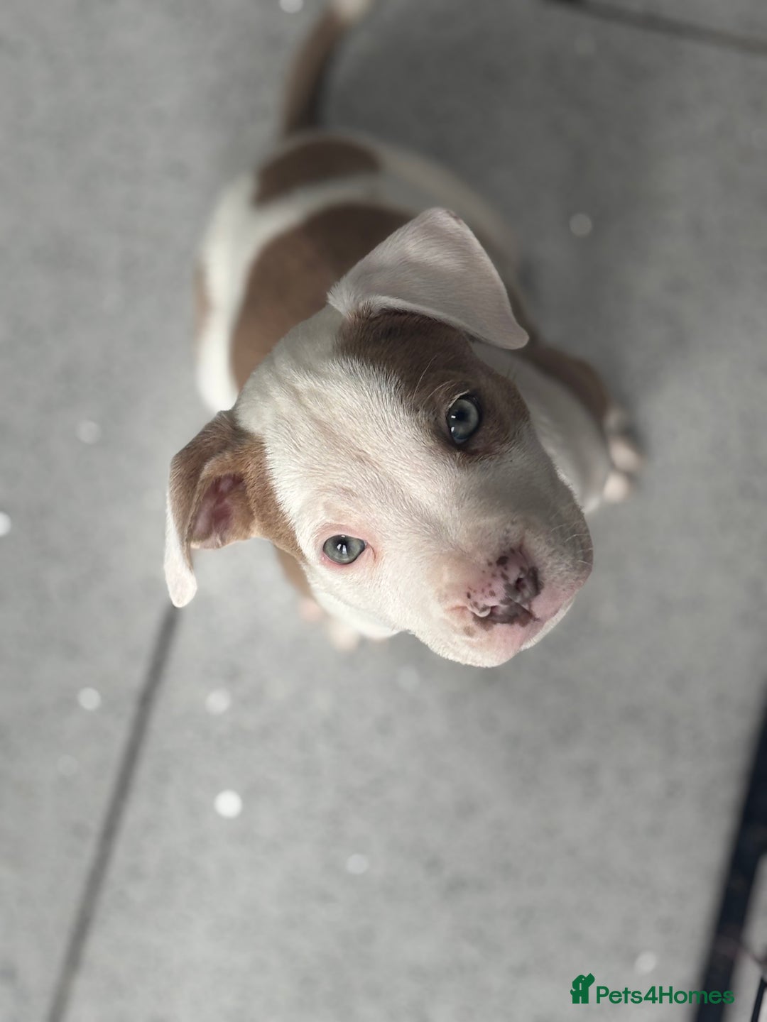 Staffordshire Bull Terrier dogs for sale: Ready now !! One male left !! - Image 1