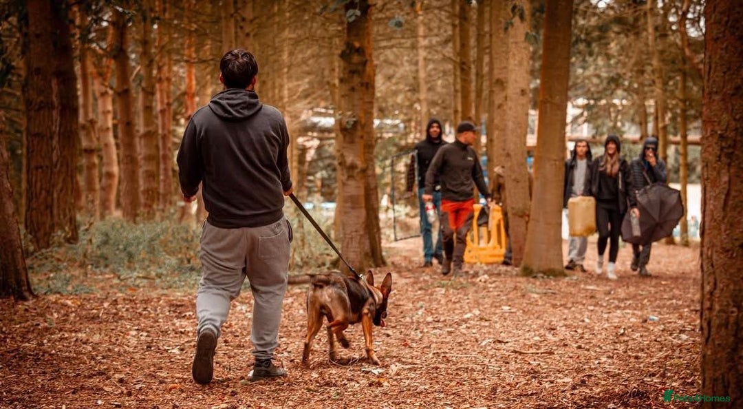 Belgian Shepherd Dog dogs for sale: Herder Bones 🦴 - Advert 30