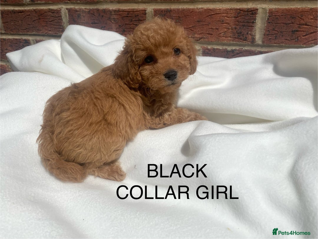 Cavapoo dogs for sale: Extensively DNA 200 tests BVA heart/eyes clear  - Image 14