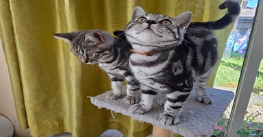 British Shorthair cats in Rochester - Advert 3