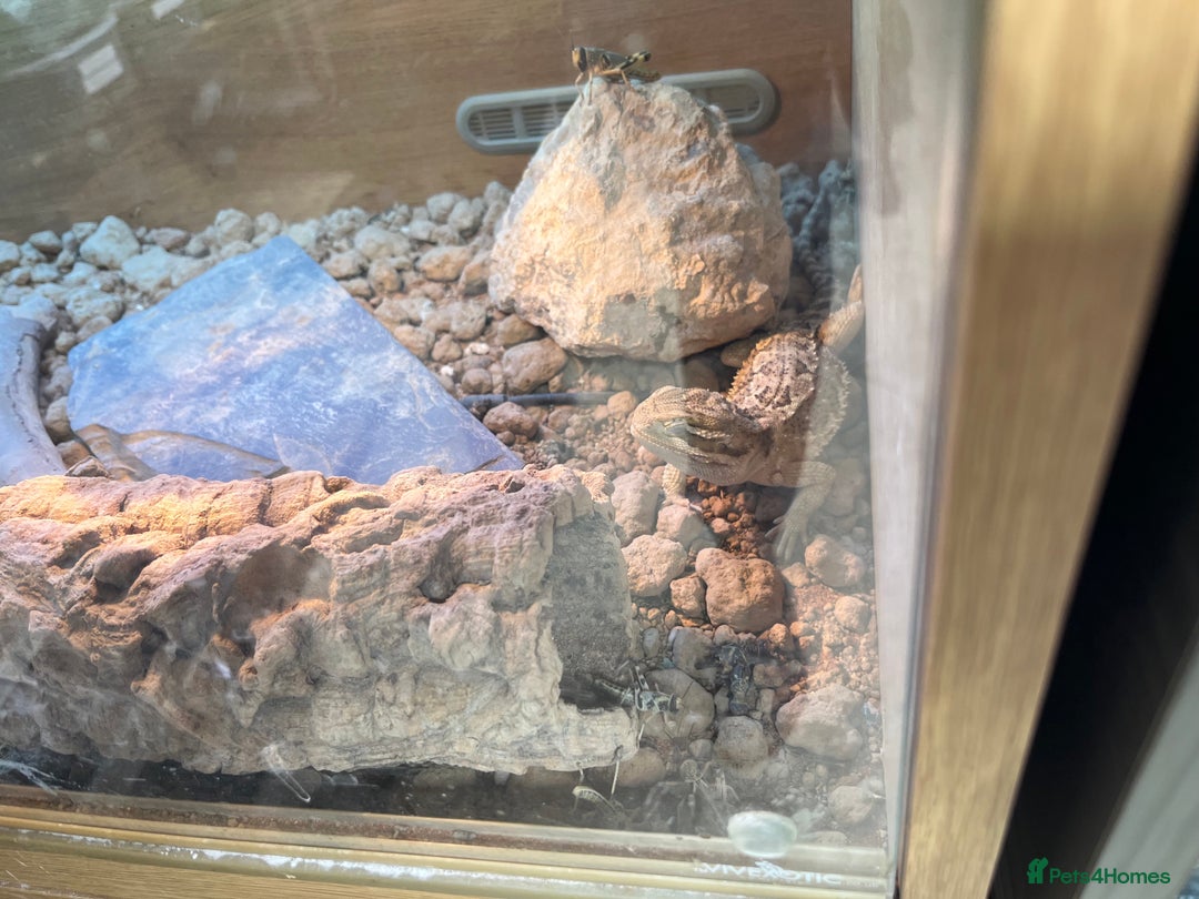 Bearded Dragon reptiles for sale: Rankins Dragons - Advert 5