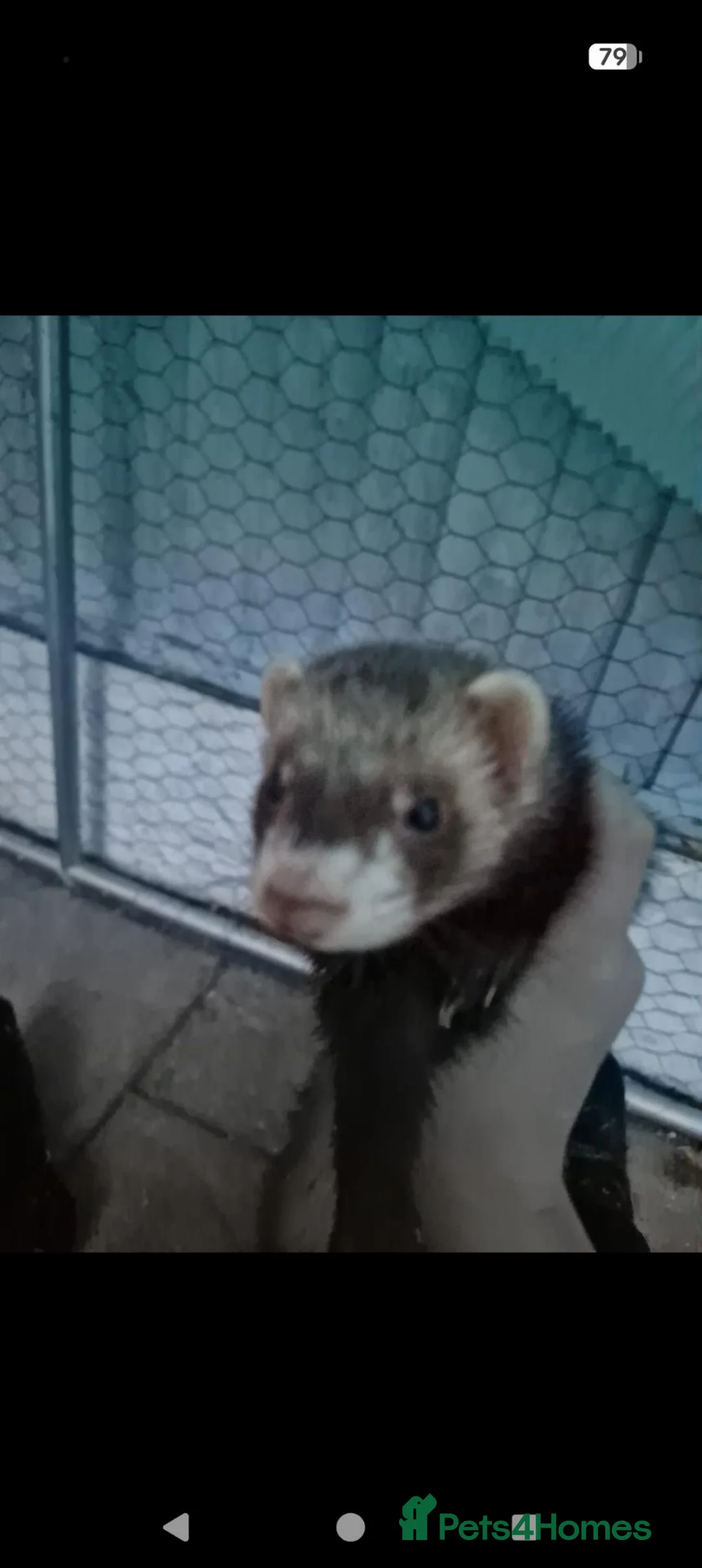 Ferret rodents for sale: Free to good home in Winsford - Advert 3