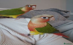Conures birds for sale: Beautiful fully hand reared conure baby's  - Advert 12