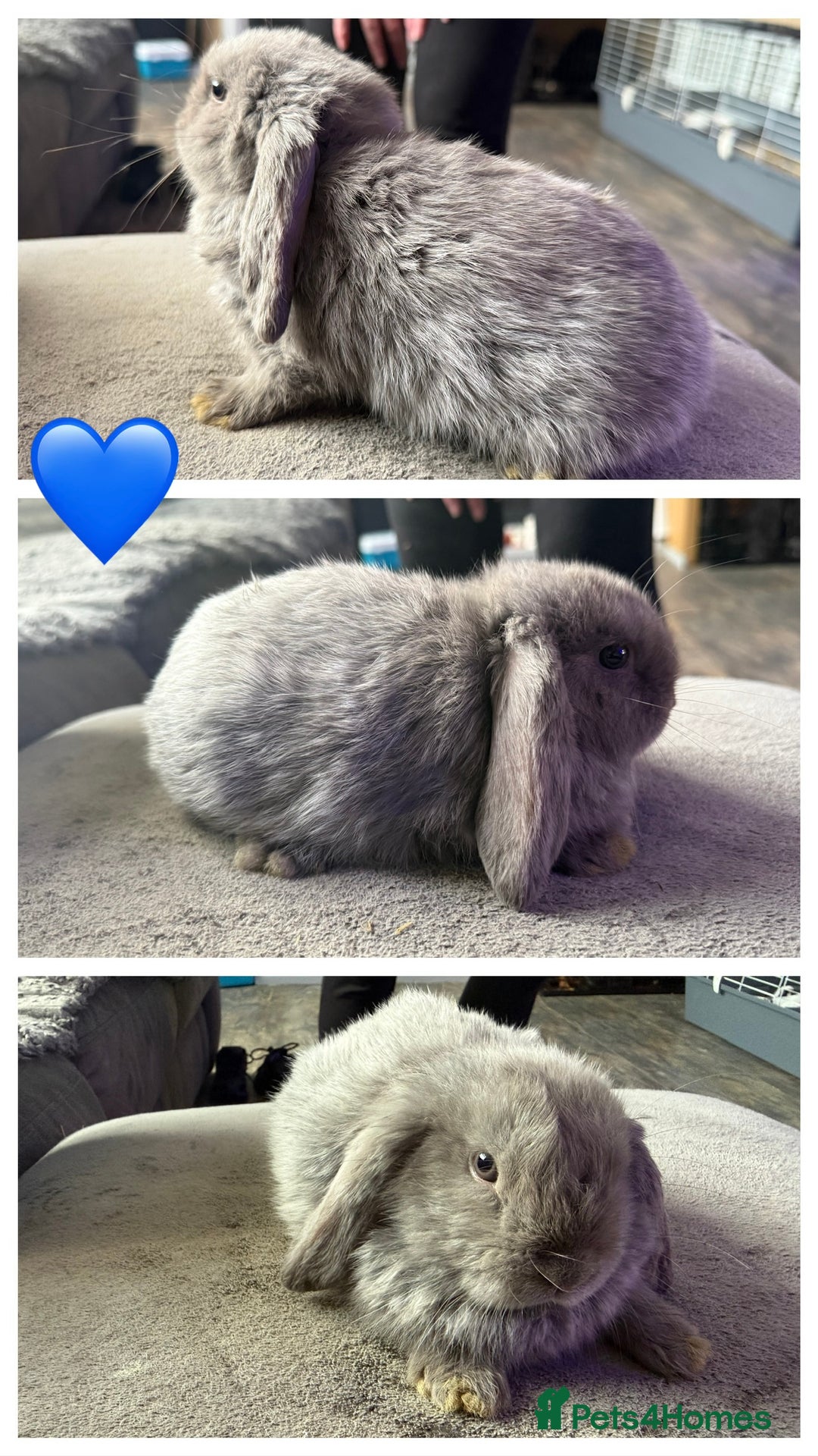 Mini Lop rabbits for sale: 💙🩷Beautiful Mini Lops🩷💙 - Image 2