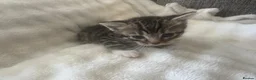 Mixed Breed cats for sale: 2 stunning boys in Liverpool - Advert 5