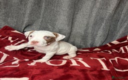 American Bulldog dogs for sale: American Bulldog - Image 17