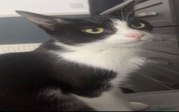 British Shorthair cats for adoption: Bonded paid mum & kitten  - Image 3