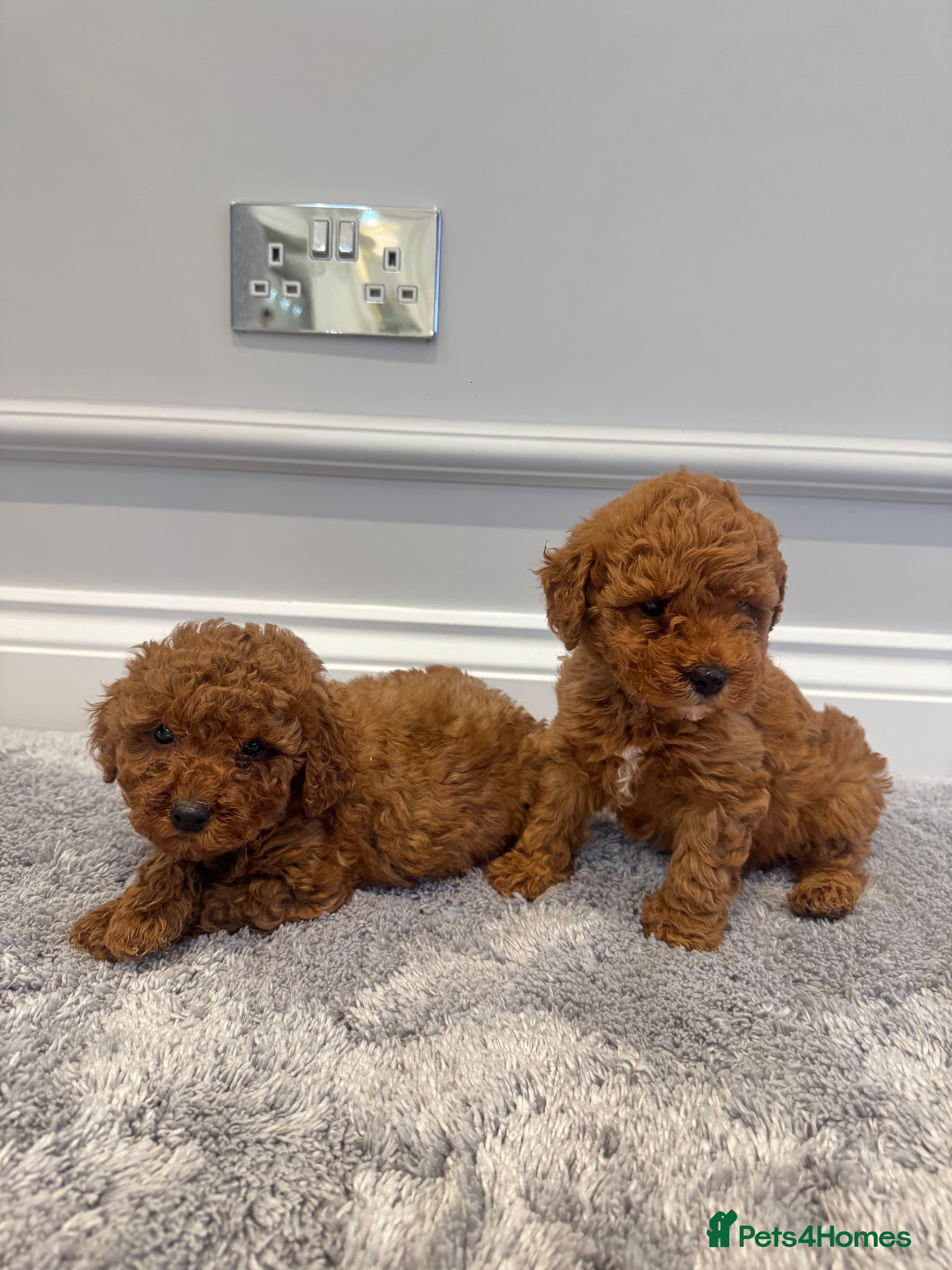 Cockapoo dogs 1 left Stunning F1b Cockerpoo puppys✨ - Advert 1