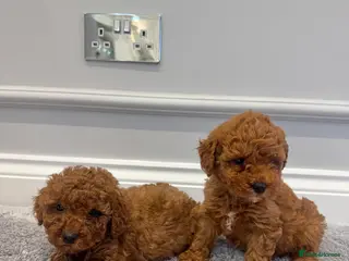 Cockapoo dogs 1 left Stunning F1b Cockerpoo puppys✨ - Advert 1