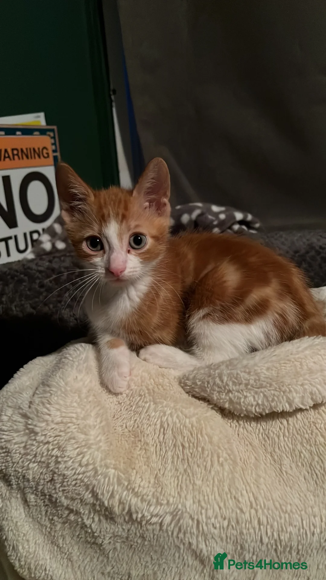 Mixed Breed cats for sale: Ginger boy 11 weeks old - Advert 2