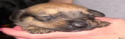 Mixed Breed dogs for sale: BEAUTIFUL BOXER X AMERICAN BULLDOG PUPPIES - Advert 6