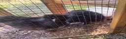Chickens poultry for sale: Three black silkie chickens - Advert 2