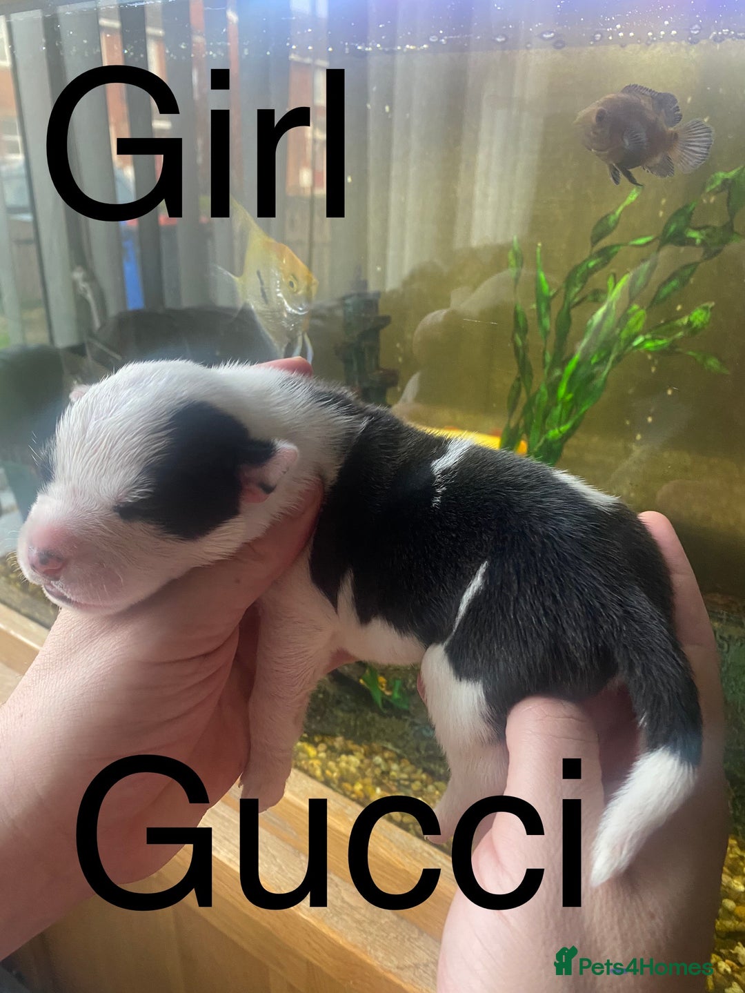 Staffordshire Bull Terrier dogs for sale: Beautiful litter of 10  - Advert 12