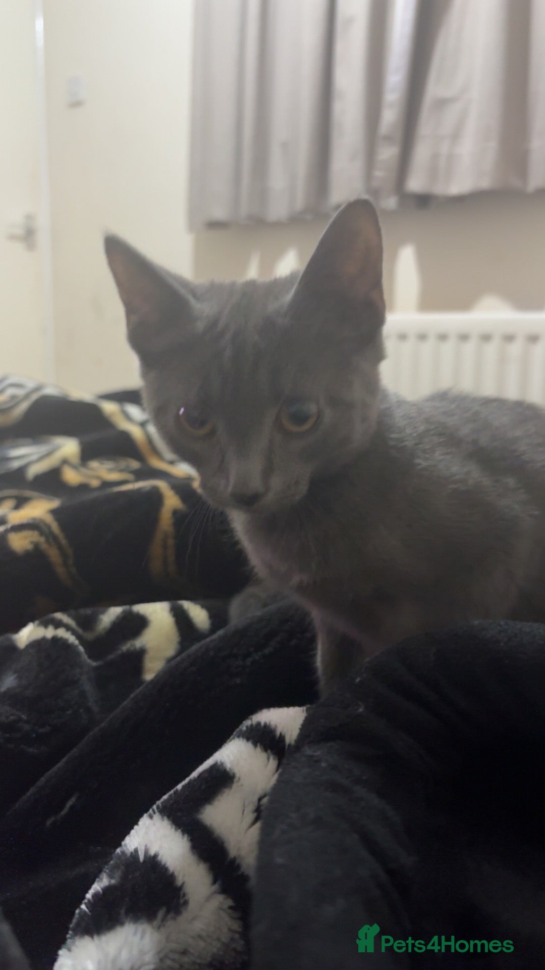 Russian Blue cats Female  - Advert 2