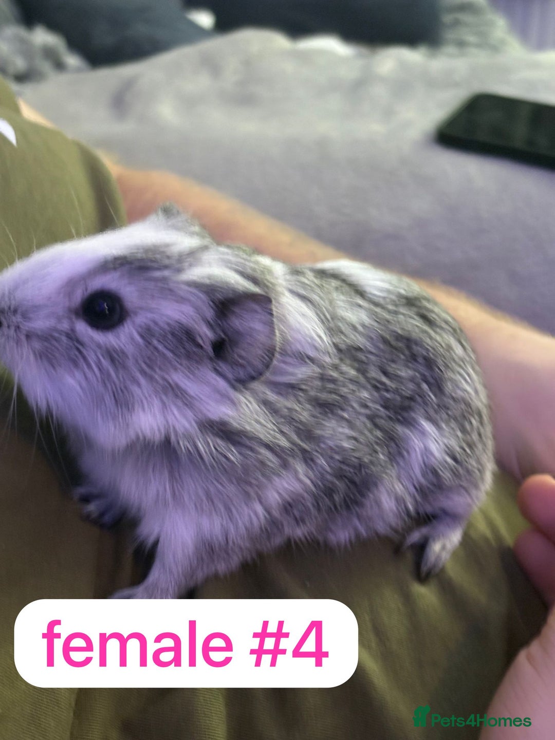 Guinea Pig rodents for sale: Beautiful baby Guinea pigs  - Advert 1