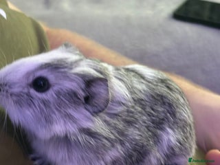 Guinea Pig rodents Beautiful baby Guinea pigs - Advert 8