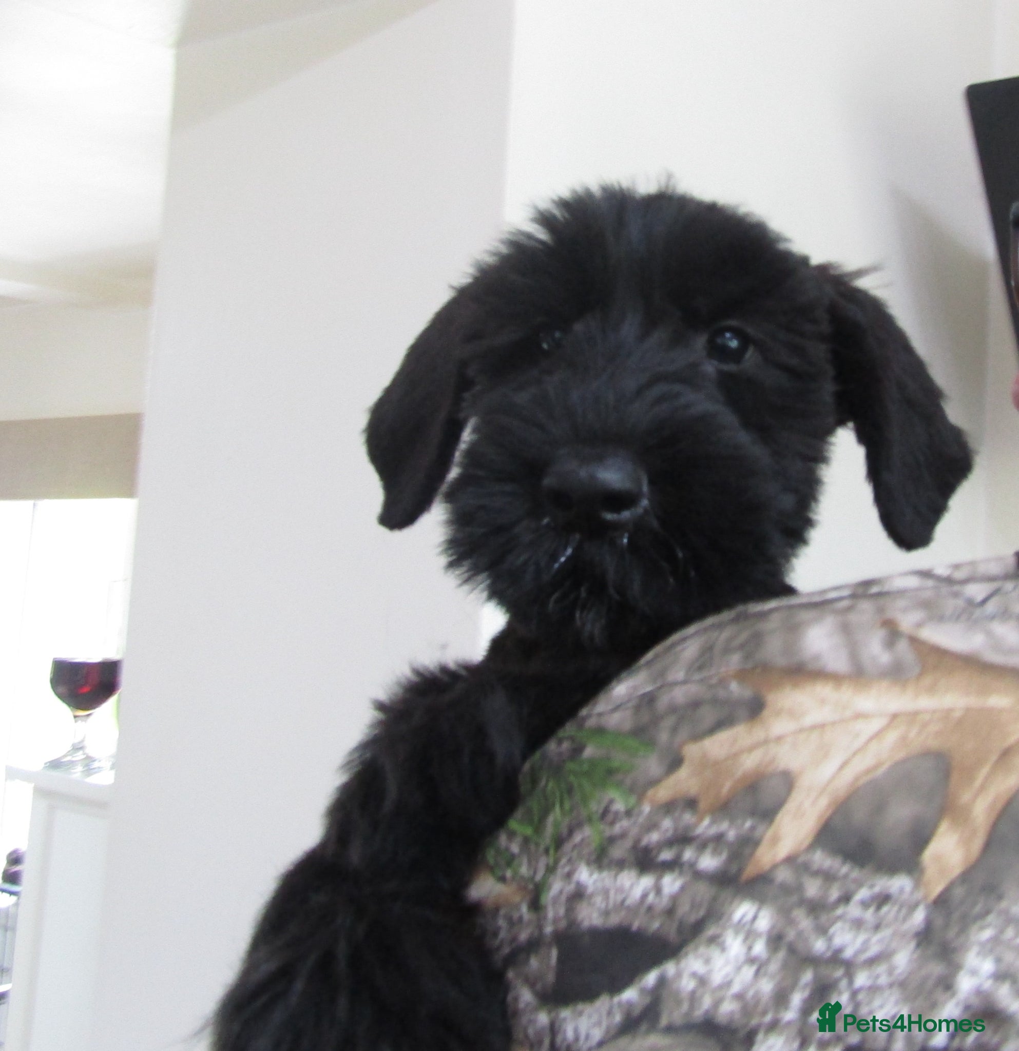 Giant Schnauzer dogs KC registered Giant Schnauzer puppy. - Advert 1