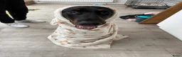 Dobermann dogs for stud: 🐾 Doberman Stud Available – First-Time Stud - Advert 10