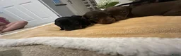 Miniature Dachshund dogs for sale: Beautiful Mini Dachshund Puppies 🐶🐾 - Advert 7