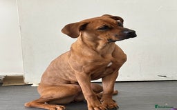 Mixed Breed dogs for sale: Pretty baby girl - Advert 2