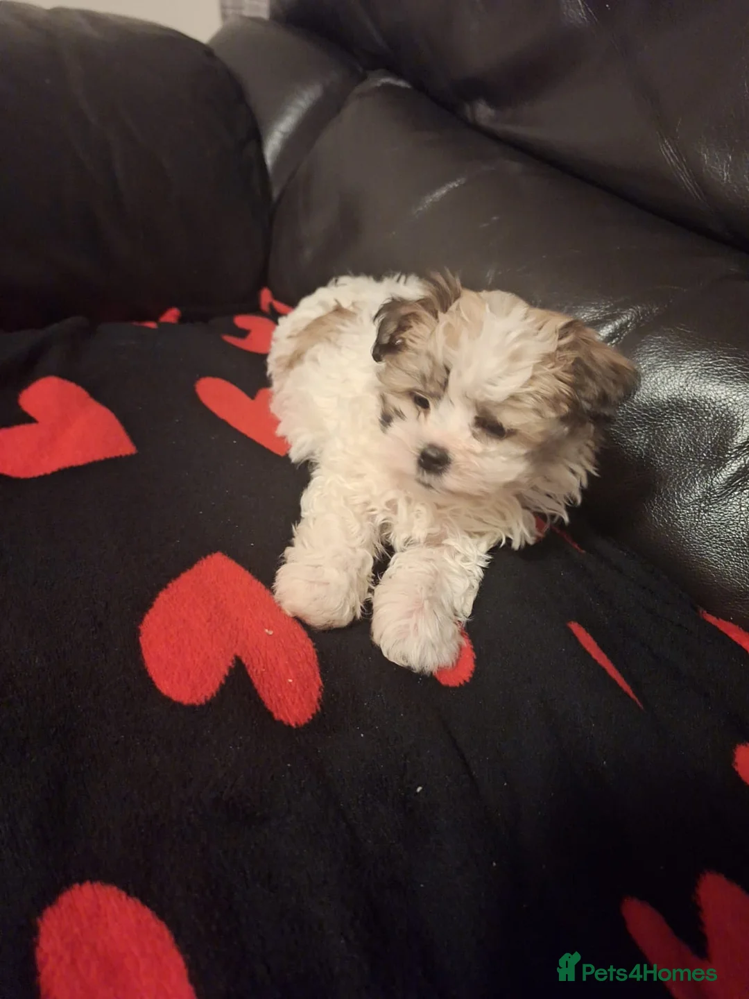 Bichon Frise dogs for sale: Selling my little girl - Advert 8