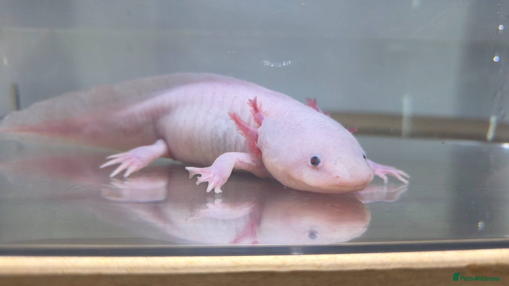 Axolotl reptiles Female Leucistic Axolotl - Advert 1