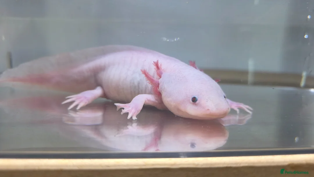 Axolotl reptiles for sale: Female Leucistic Axolotl in Coventry - Advert 1