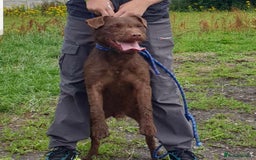 Patterdale Terrier dogs for sale: Patterdale dog - Image 4