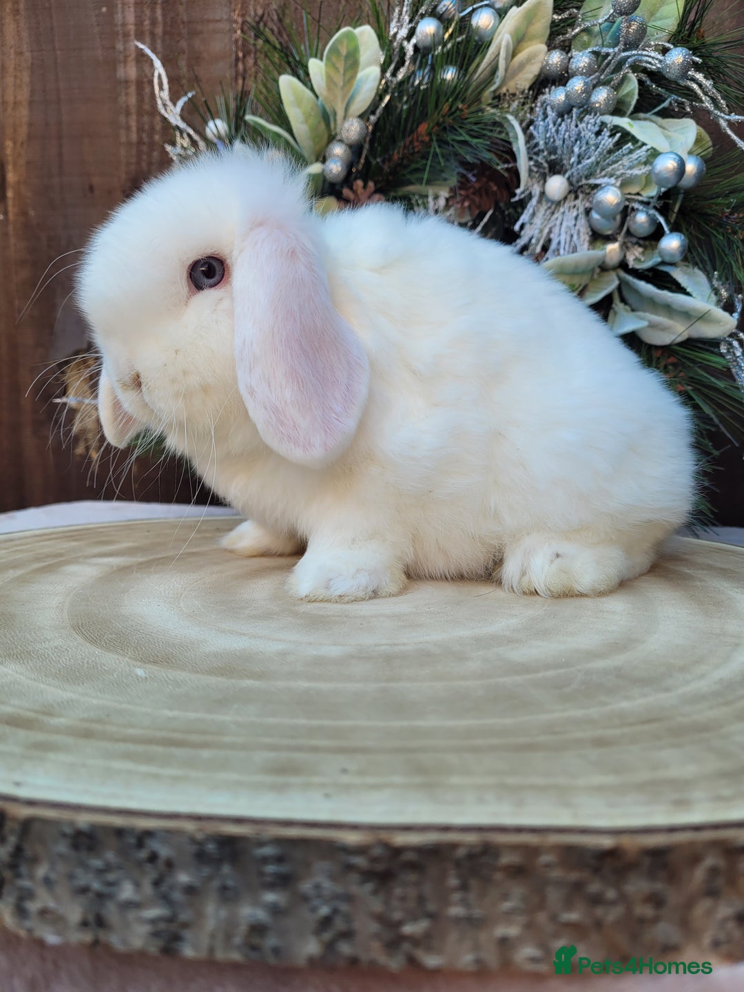 Mini Lop rabbits for sale: 3 Stunning baby pure bred mini lops available.  - Advert 4