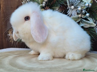 Mini Lop rabbits Stunning pure bred mini lops bunnies available. - Advert 1