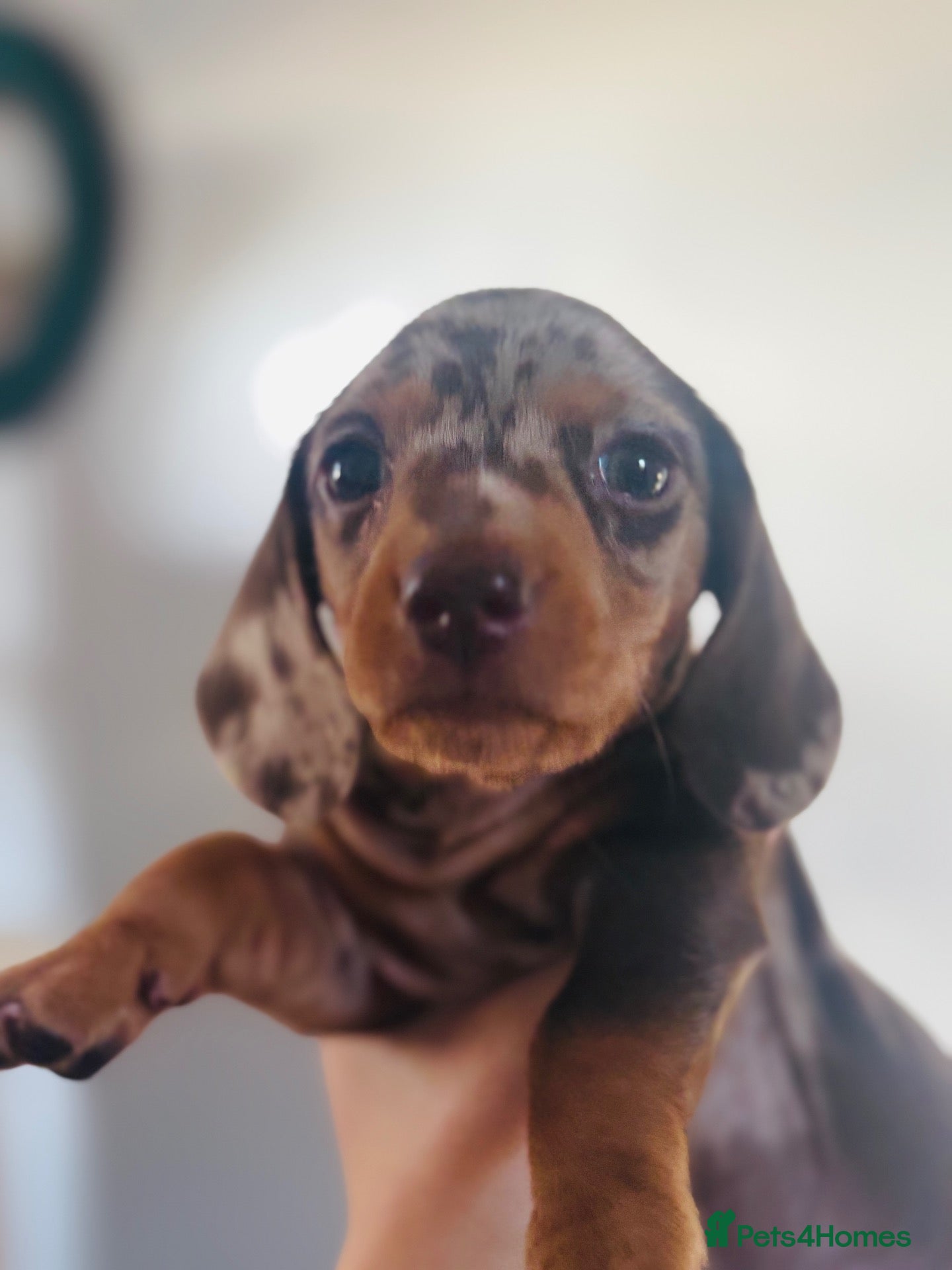 Miniature Dachshund dogs Beautiful miniature dachshund puppies  - Advert 5