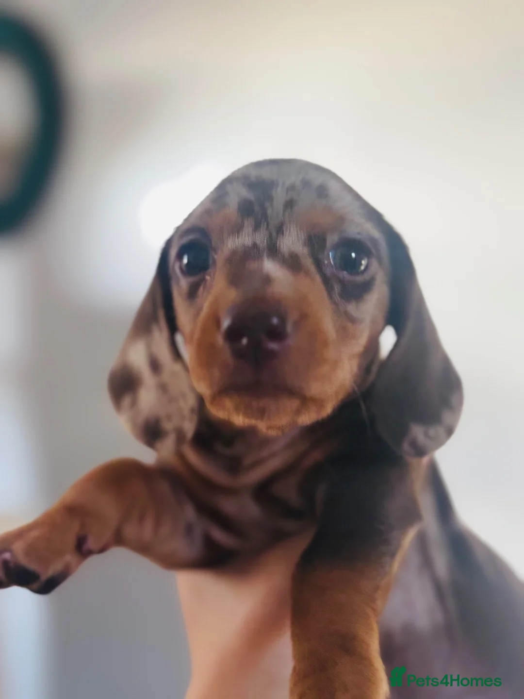 Miniature Dachshund dogs for sale: Beautiful miniature dachshund puppies  - Advert 1
