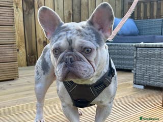 French Bulldog dogs LILAC AND TAN MERLE FRENCH BULLDOG STUD in Sunderland - Advert 21