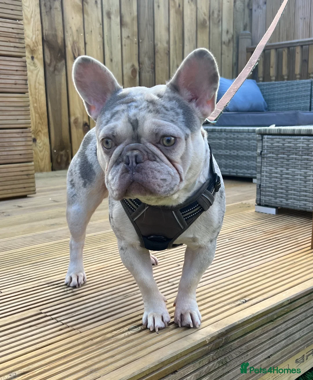 French Bulldog dogs for stud: LILAC AND TAN MERLE FRENCH BULLDOG STUD in Sunderland - Advert 1