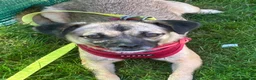 Mixed Breed dogs for adoption: Meet Marlene  12 months old  7kg Romanian mix  - Advert 9