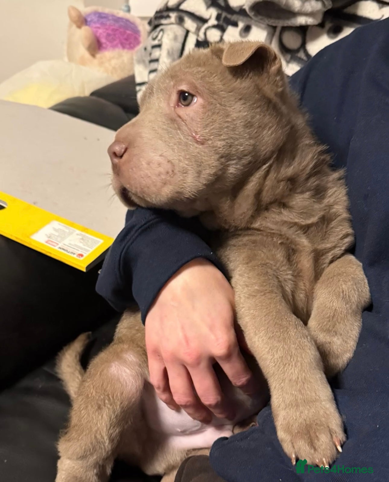 Shar Pei dogs ONLY 1 LEFT. KC LILAC BRUSH BOY - Advert 15