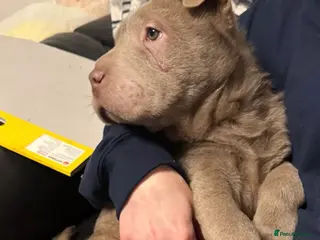 Shar Pei dogs ONLY 1 LEFT. KC LILAC BRUSH BOY - Advert 15