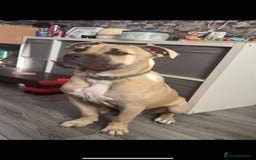 Mixed Breed dogs for sale: Meet scooby - Image 6