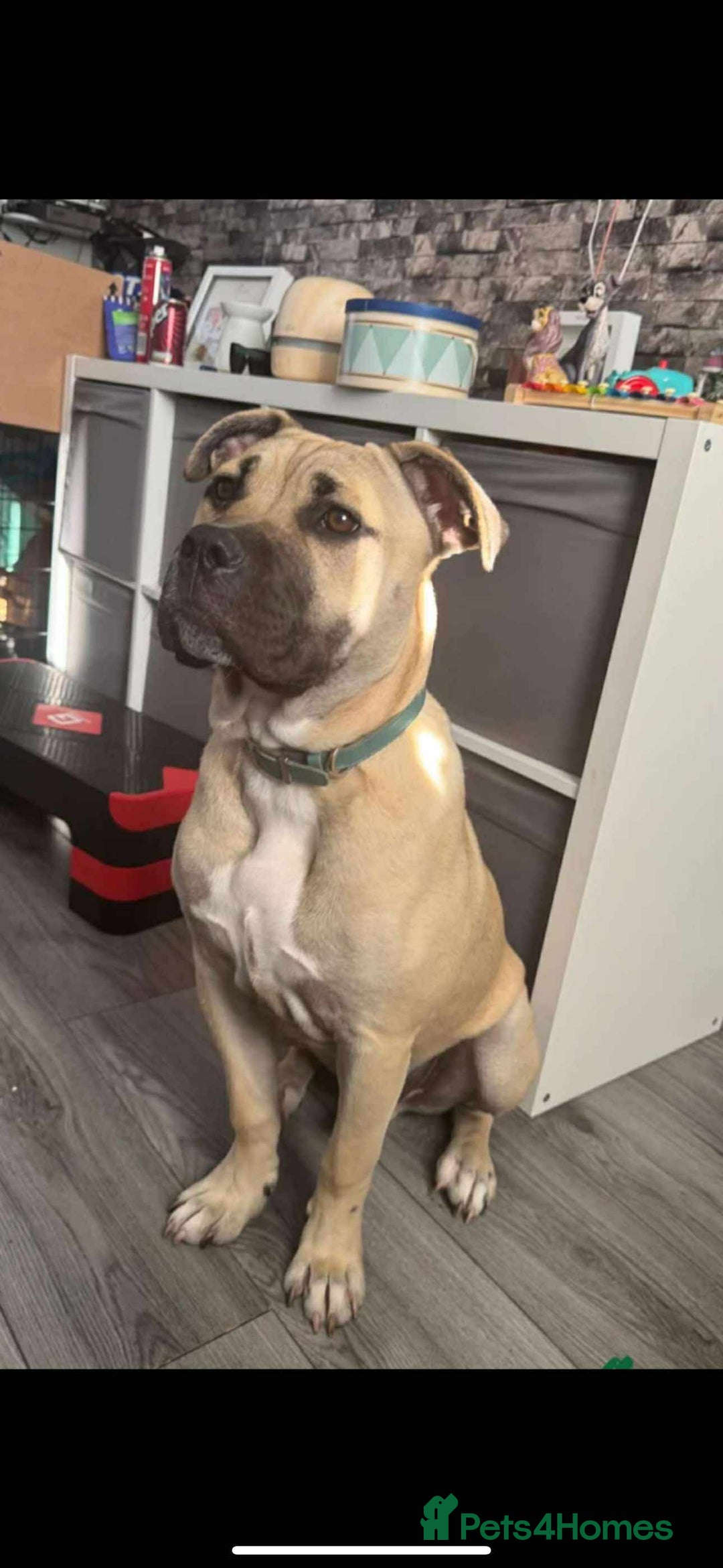 Mixed Breed dogs for sale: Meet scooby - Image 6