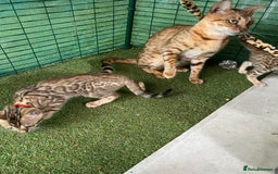 Bengal cats for sale: Health Tested TICA 🩷Bengal female kittens  - Image 19