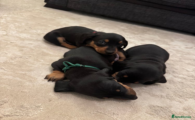 Dachshund dogs - Advert 1