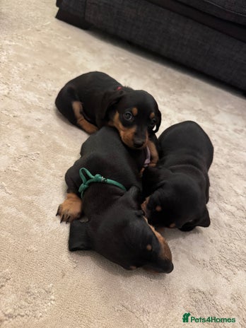 Dachshund dogs - Advert 1